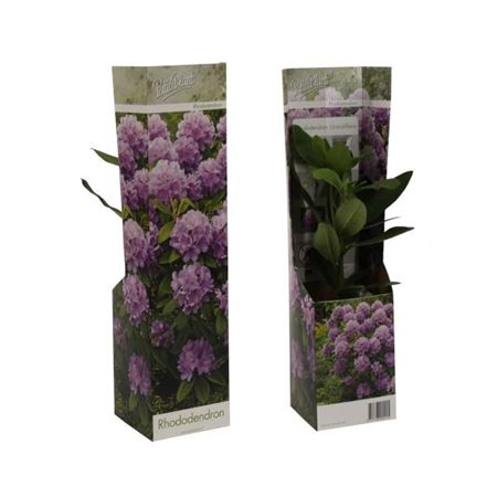 Rhodo Catawbiense Purple