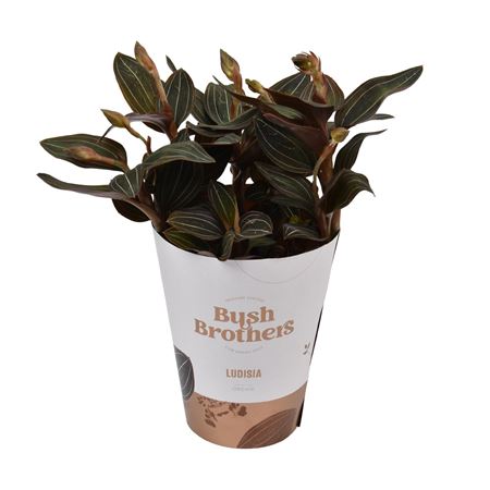 Ludisia Discolor L