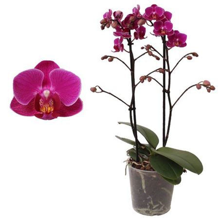 Phal Multi 2st Purple (pannekoek)