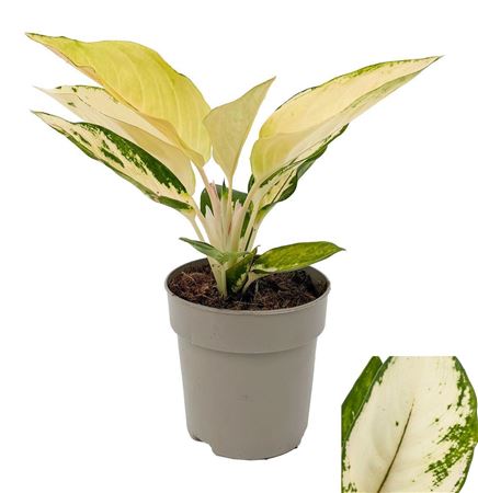 Aglaonema Fireworks
