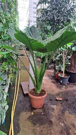 Alocasia Macrorhiza Xxl