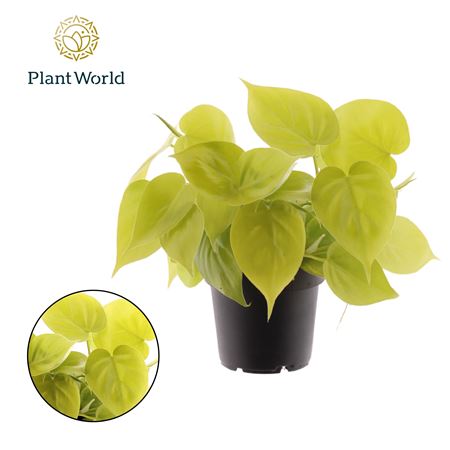 Philodendron Scandens Micans Lime