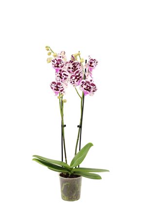 Phal 2st Speechless Elegance (vg)