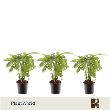 Monstera Monkey