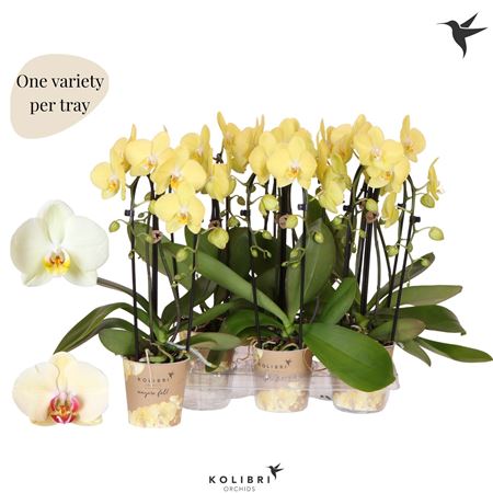 Phal 2st Casc Orange Mut