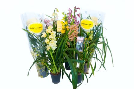 Cymbidium 1st Piccobello Mix