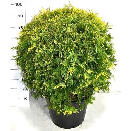 Thuja Occ Golden Globe