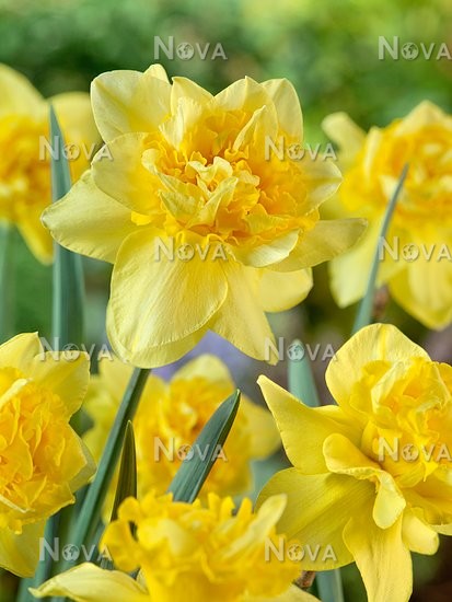 Нарцисс махровый Дик Вилден