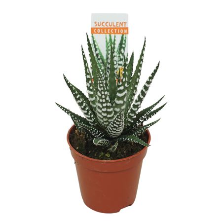 Haworthia Big Band