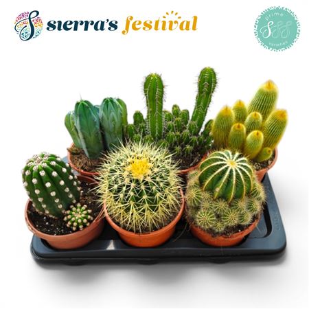 Festival® - Cactus Mix