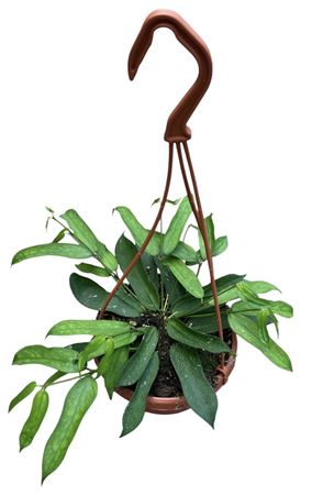 Hoya Pandurata Hangpt