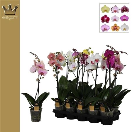 Phal 1st Mix 6+ (bernhard)