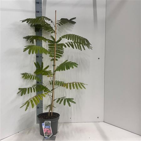 Albizia Julibrissin Ombrella