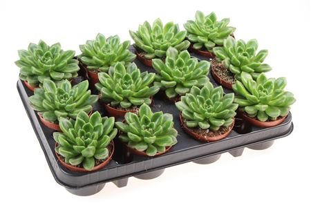 Echeveria Chubbs