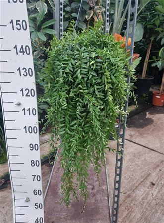 Aeschynanthus Caroline