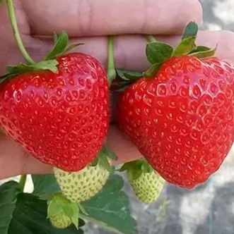 Земляника Вивара