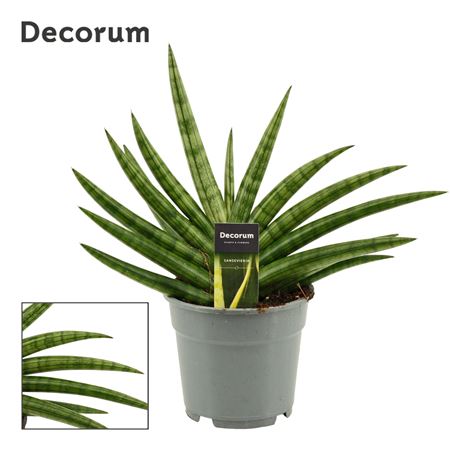 Sansevieria Royal Fan (decorum)