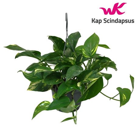 Epipremnum Hangpot