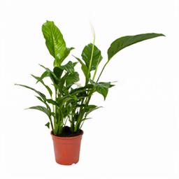 Спатифиллум Свит Лауретта