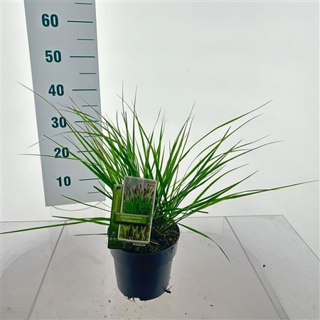 Pennisetum Alopecuroides Viridescens
