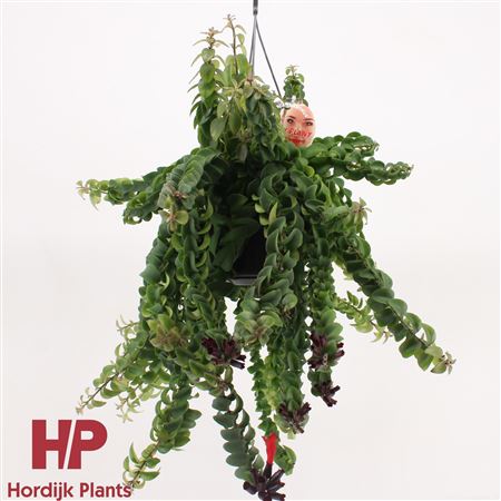 Aeschynanthus Twister Xl Hanging Pot