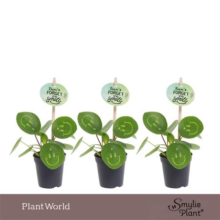 Pilea Smylie Plant Happy