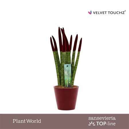 Sansevieria Velvet Bordeaux