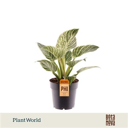 Philodendron Birkin