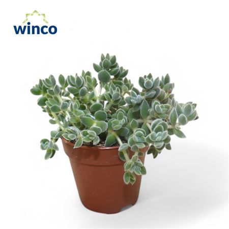 Crassula David
