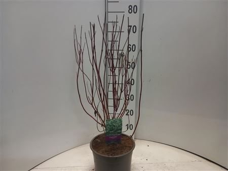 Cornus Alba Elegantisima