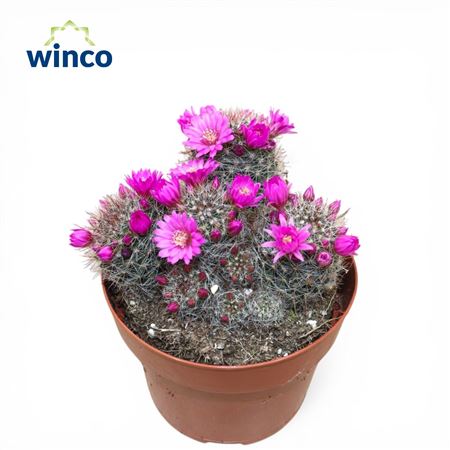 Mammillaria Zeilmaniana