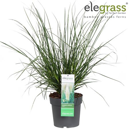 Cortaderia Evita