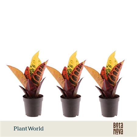 Codiaeum Petra (decorum)