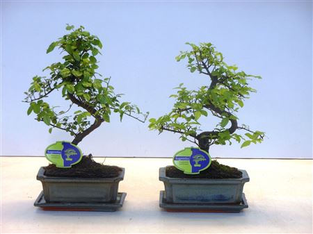 Sageretia Theezans, With Drip