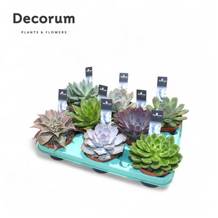 Echeveria Mix (10spc.) (decorum) Decorum+steker