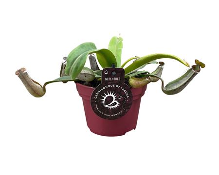 Nepenthes Albomarginata