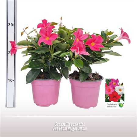 Mandevilla Red Bush
