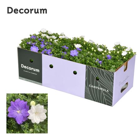 Campanula Iso Dublin Mix Showbox (decorum)