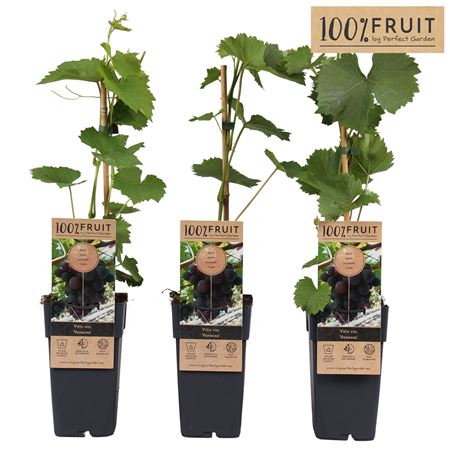 Vitis Vin Vanessa