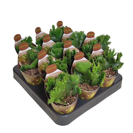 Euphorbia Leucodendron Crestata Potcover