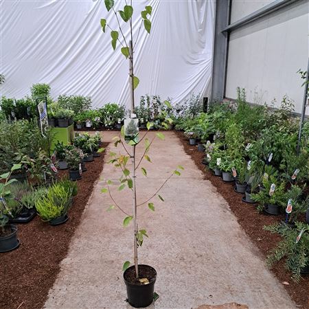 Betula Utilis Jacquemontii