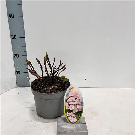 Hydrangea Ma Libelle