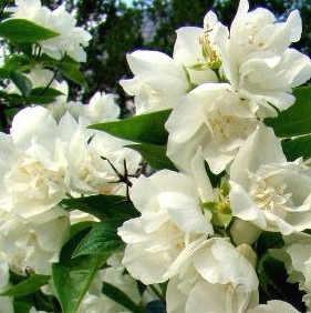 Чубушник Салют в тубе