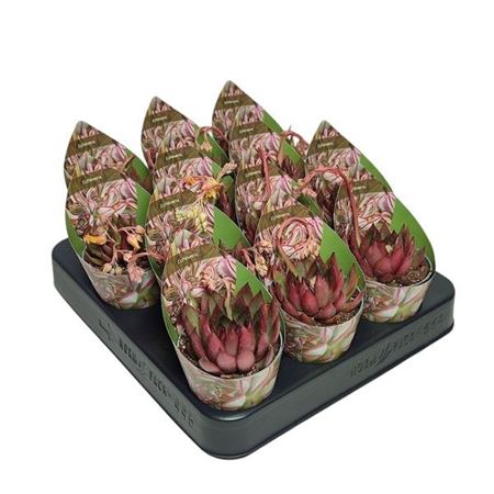 Echeveria Agavoides Victor Reiter Potcover
