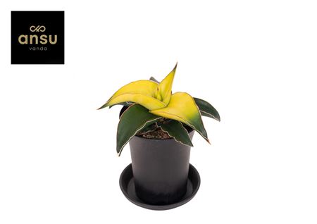 Sansevieria Star Canary In Sierpot