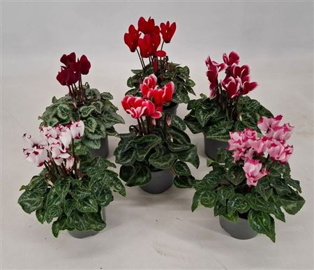 Cyclamen Mix Specialties
