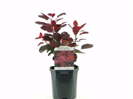 Cotinus Cog Royal Purple