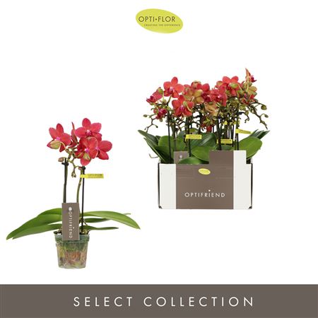 Phal 2st Red 10+ (opti)