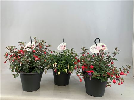 Fuchsia Mix In Hanging Pot