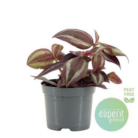 Tradescantia Jewel Red